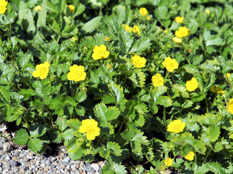 Potentilla matsumurae