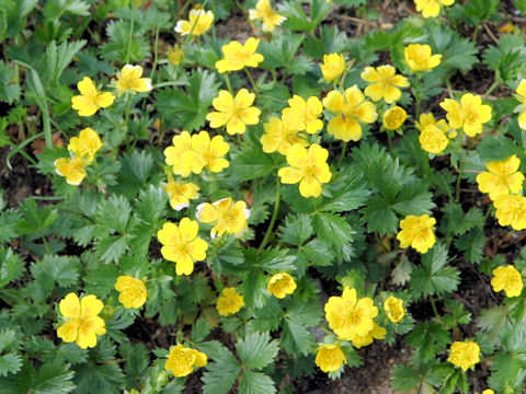 Potentilla matsumurae