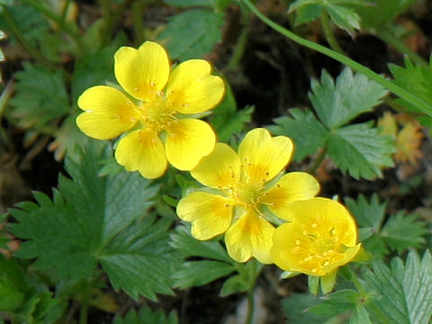 Potentilla matsumurae