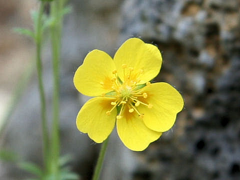 Potentilla matsumurae