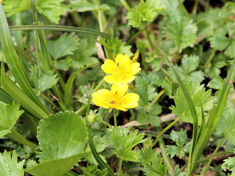 Potentilla matsumurae