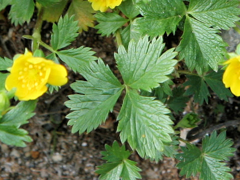 Potentilla matsumurae