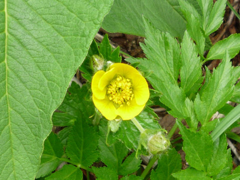 Potentilla matsumurae