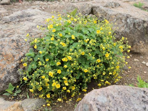 Potentilla matsumurae