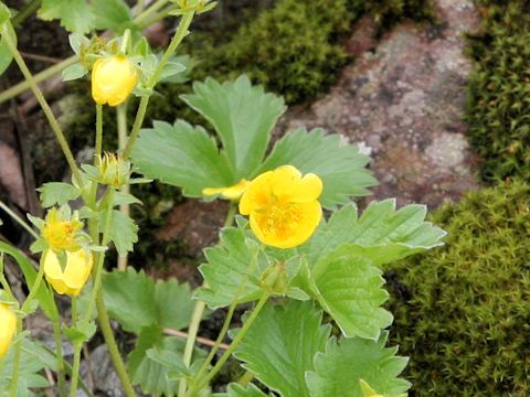 Potentilla matsumurae