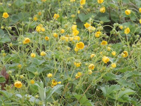 Potentilla matsumurae