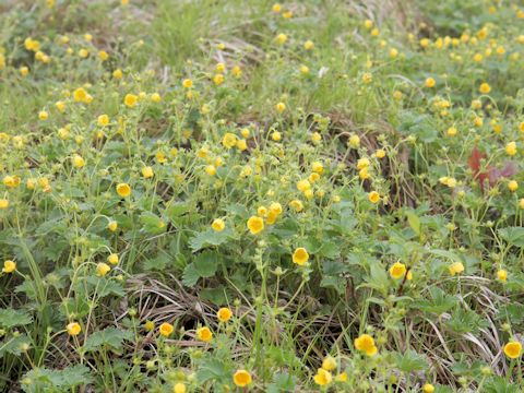 Potentilla matsumurae