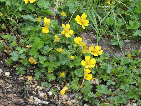 Potentilla matsumurae