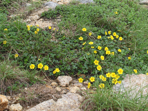 Potentilla matsumurae