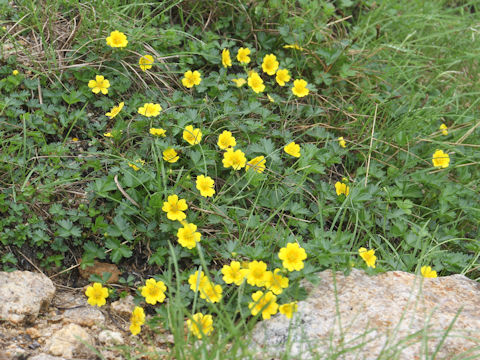 Potentilla matsumurae