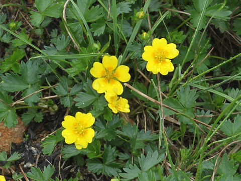 Potentilla matsumurae