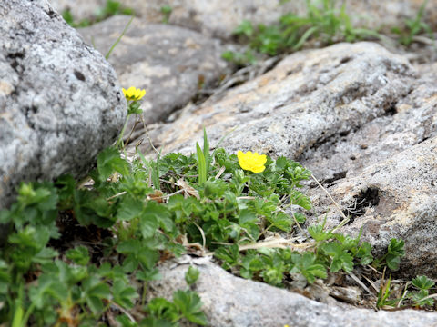 Potentilla matsumurae