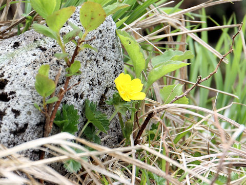 Potentilla matsumurae