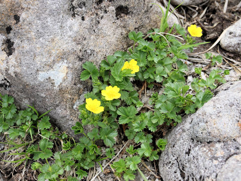 Potentilla matsumurae