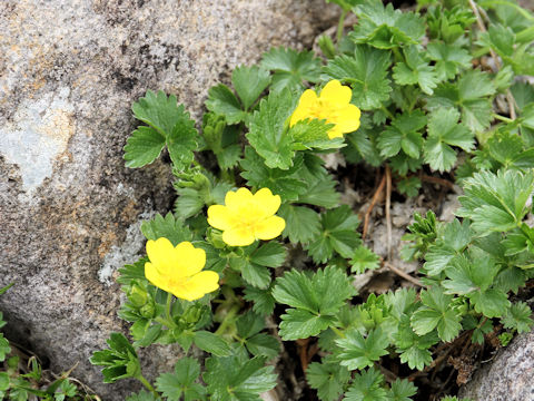 Potentilla matsumurae