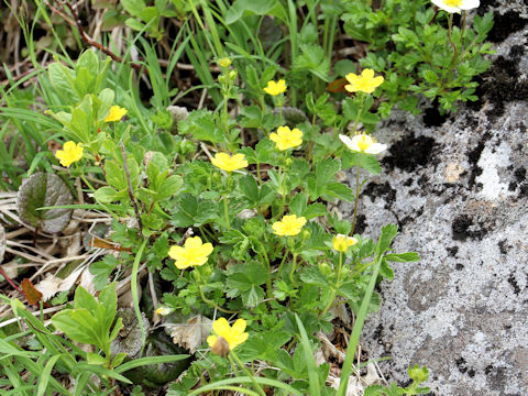 Potentilla matsumurae