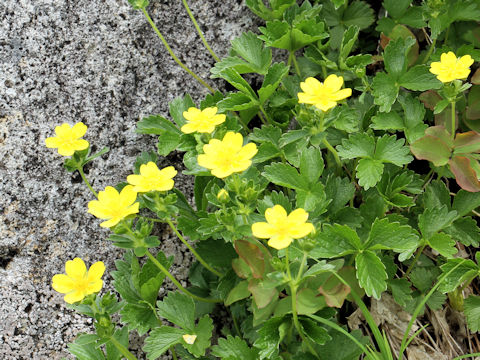 Potentilla matsumurae