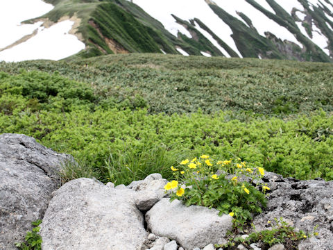 Potentilla matsumurae