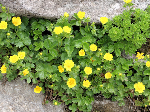 Potentilla matsumurae