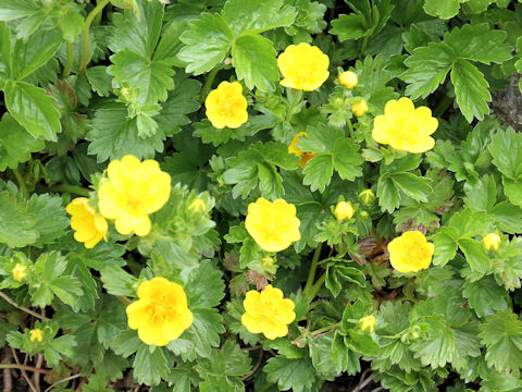 Potentilla matsumurae