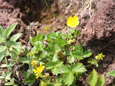 Potentilla matsumurae