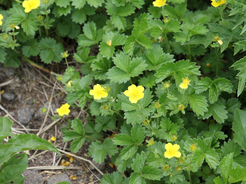 Potentilla matsumurae