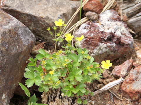 Potentilla matsumurae