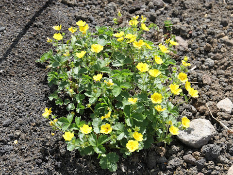 Potentilla matsumurae