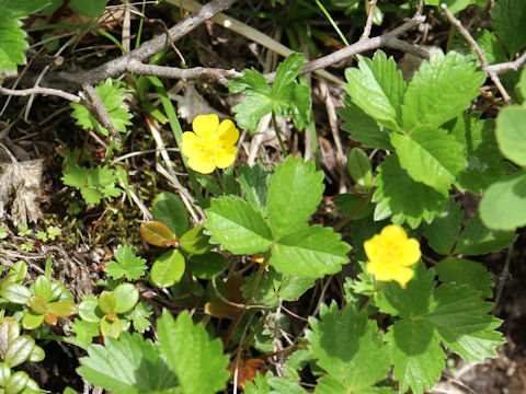 Potentilla matsumurae