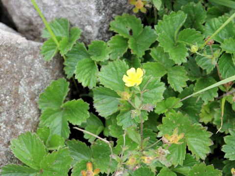 Potentilla matsumurae