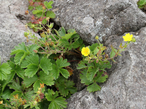 Potentilla matsumurae