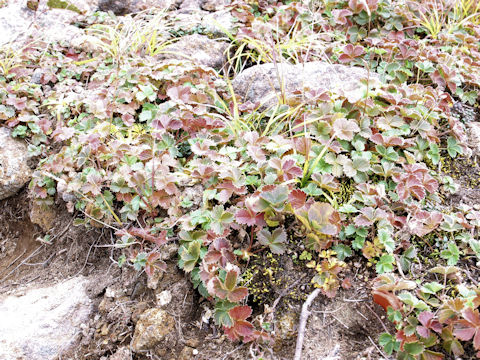 Potentilla matsumurae