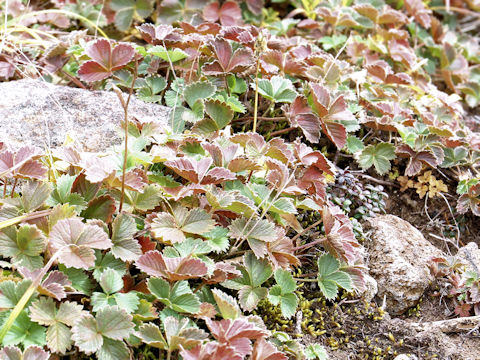 Potentilla matsumurae