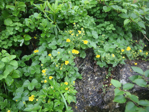 Potentilla matsumurae