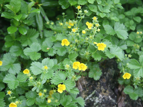 Potentilla matsumurae