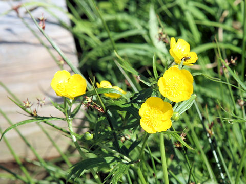 Ranunculus acris var. nipponicus