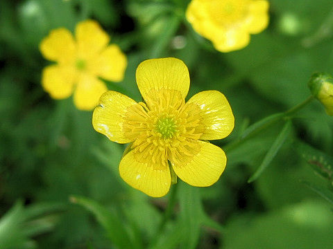 Ranunculus acris var. nipponicus