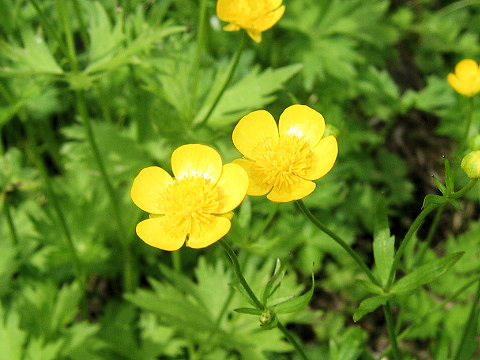 Ranunculus acris var. nipponicus