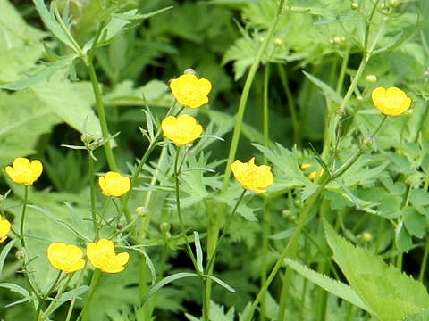 Ranunculus acris var. nipponicus