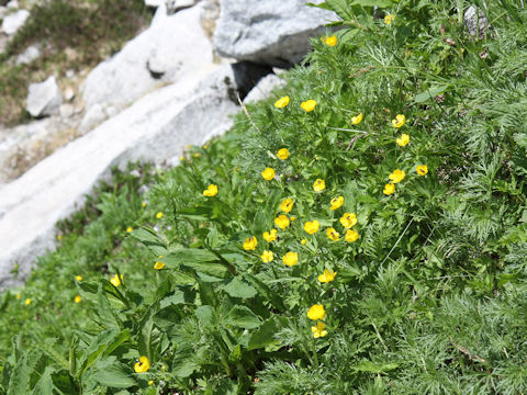 Ranunculus acris var. nipponicus