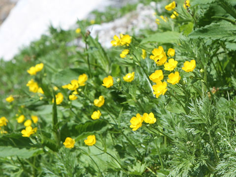 Ranunculus acris var. nipponicus