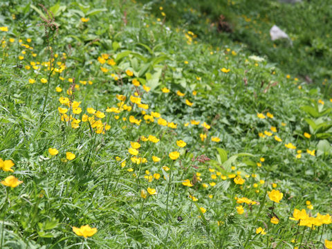 Ranunculus acris var. nipponicus