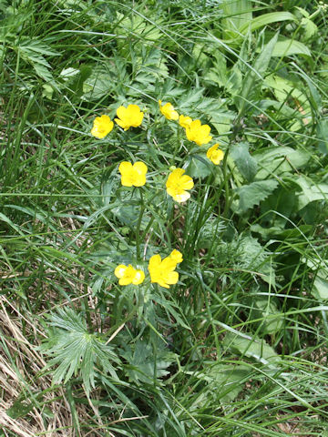 Ranunculus acris var. nipponicus