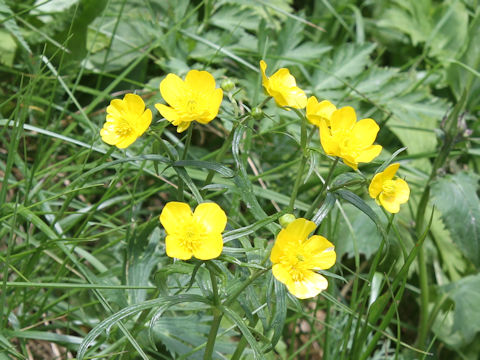 Ranunculus acris var. nipponicus