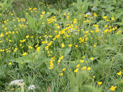 Ranunculus acris var. nipponicus