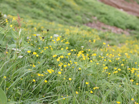 Ranunculus acris var. nipponicus