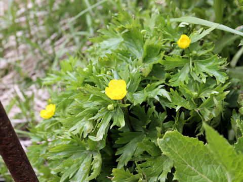 Ranunculus acris var. nipponicus