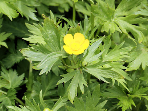 Ranunculus acris var. nipponicus