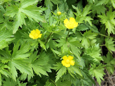 Ranunculus acris var. nipponicus