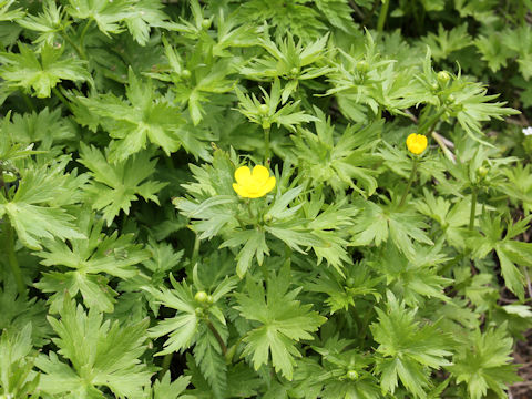 Ranunculus acris var. nipponicus